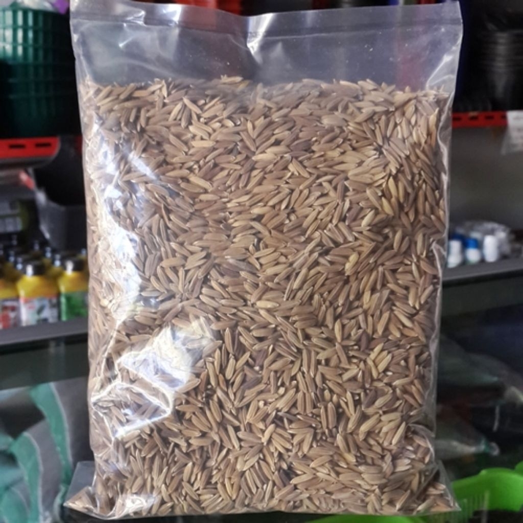 bibit padi ketan hitam unggulan 500g