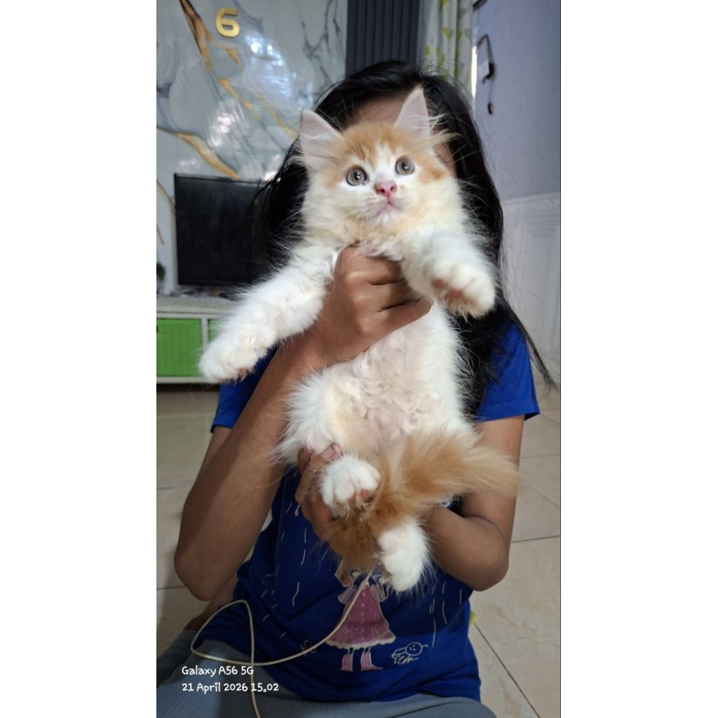 Anak kucing persia jantan