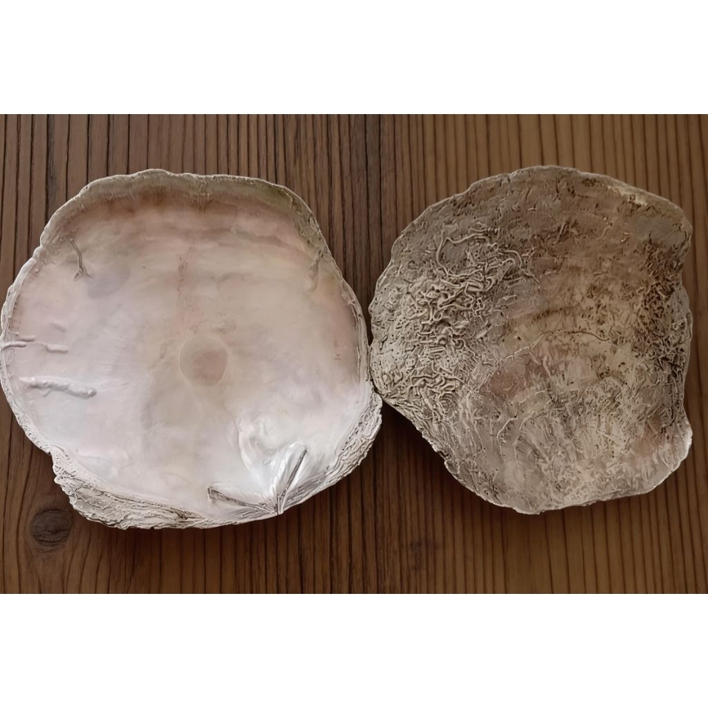 Cangkang kerang simping tebal (simping petot)