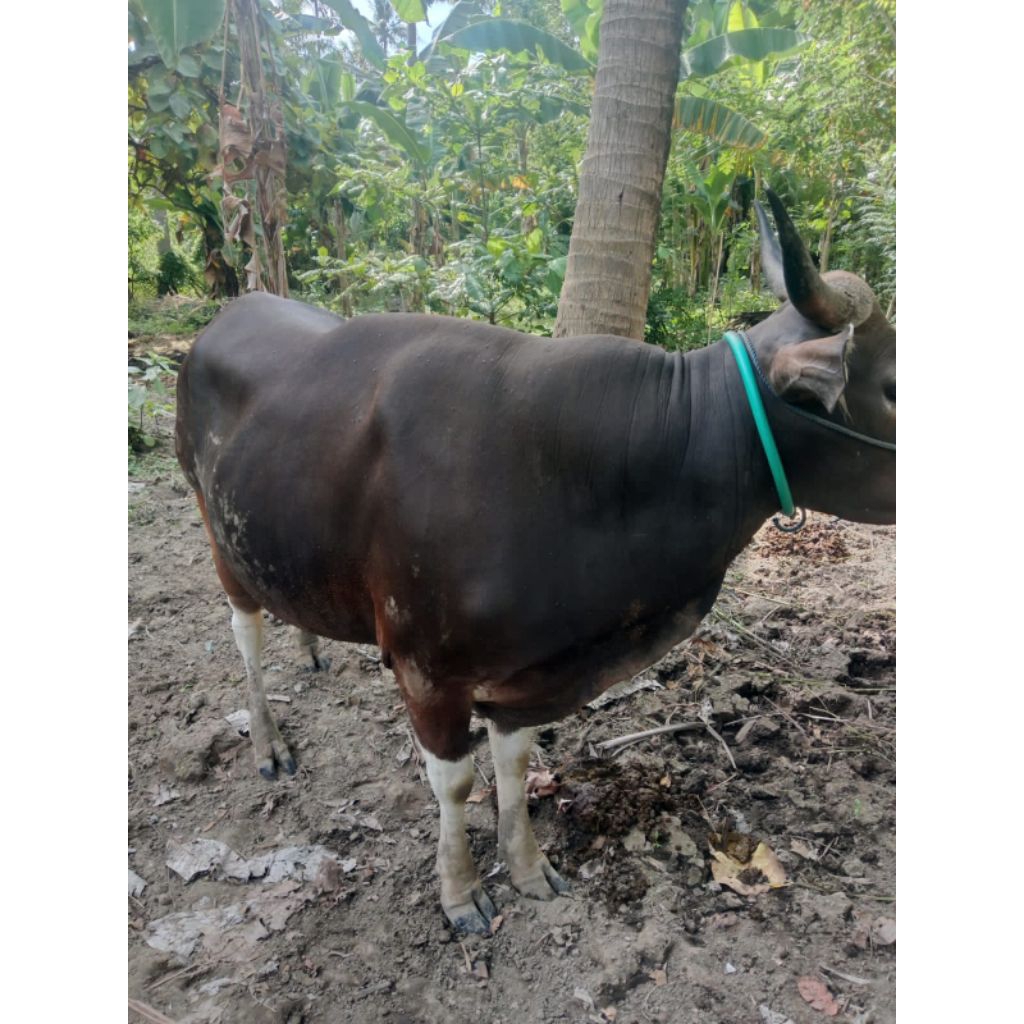 Sapi Bali Qurban Gemuk Sehat