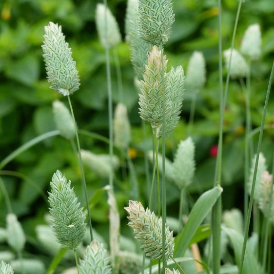 Seed Center - Bibit Benih Canary Seed Grass (10000 Seeds)