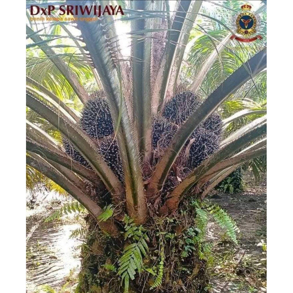 Benih sawit SRIWIJAYA SEMIKLON 5 bersertifikat