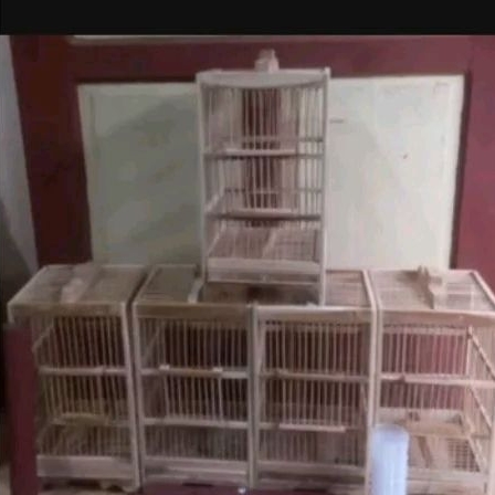 Sangkar Burcil Kayu Jati Ukuran 21*21