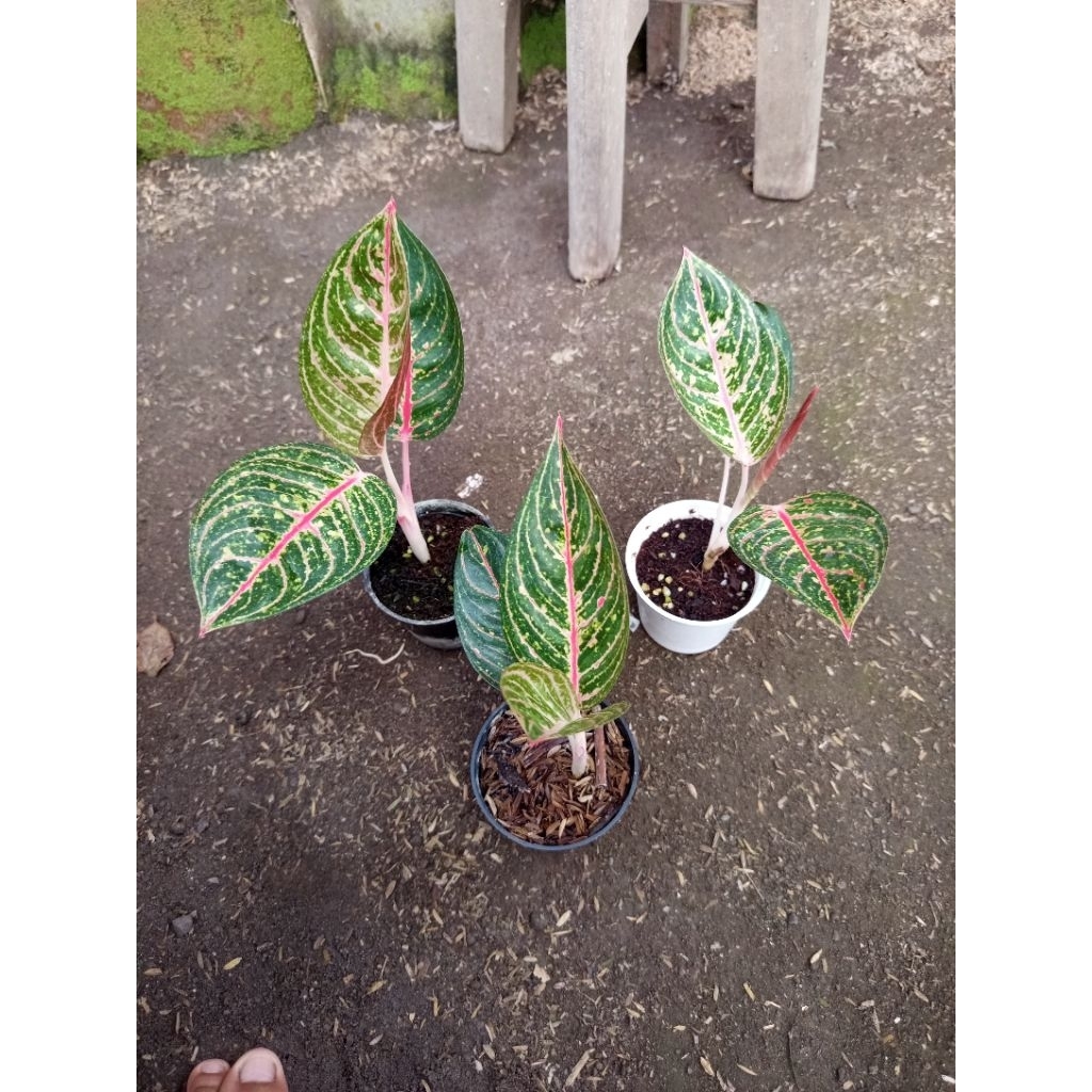 aglonema diana anakan