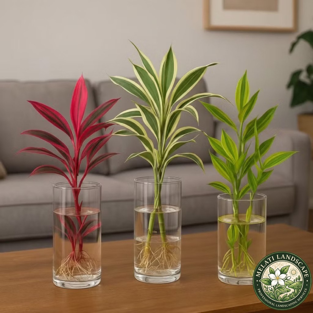 Paket 3 tanaman media air bambu hoki - tanaman bambu hoki merah - tanaman bambu hoki variegata - tan