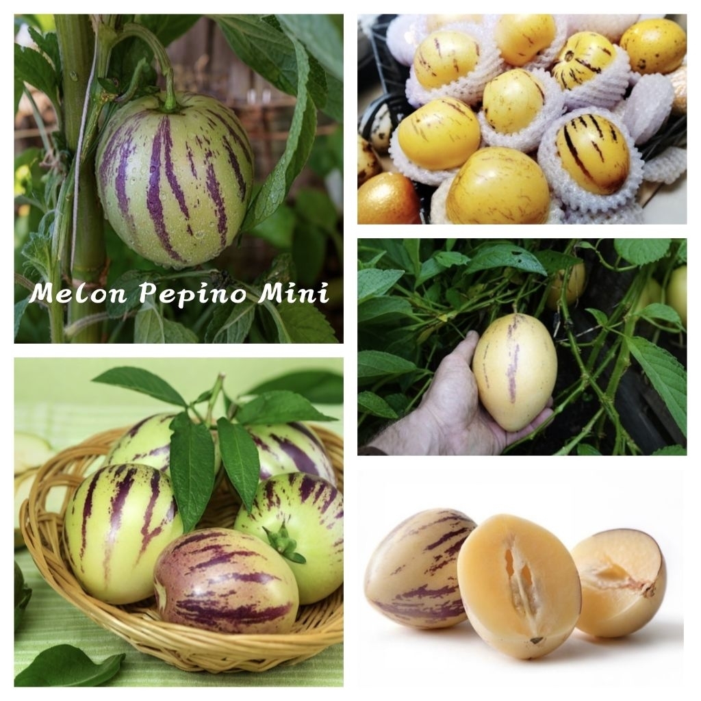 Benih Buah Melon Pepino | Melon Pepino Mini | Pepino Kuning ( 20 Butir )