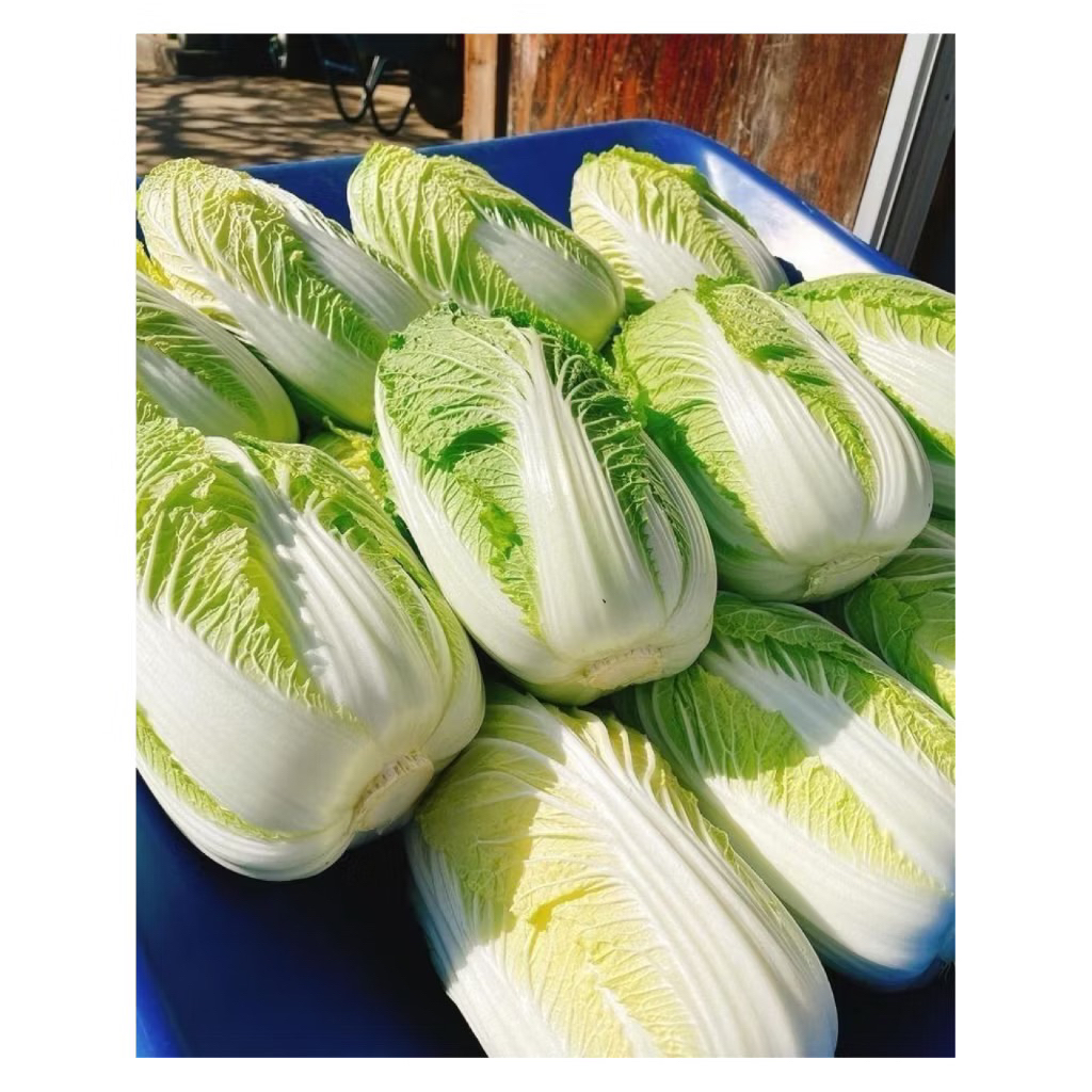 Sawi putih 1kg