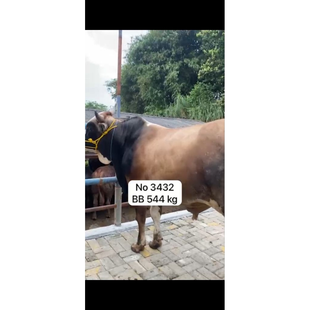 Sapi Kurban Qurban Limosin