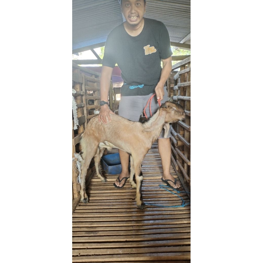 Kambing Domba Kurban Qurban