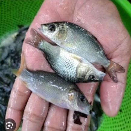 Bibit ikan mas konsumsi paket 50ekor