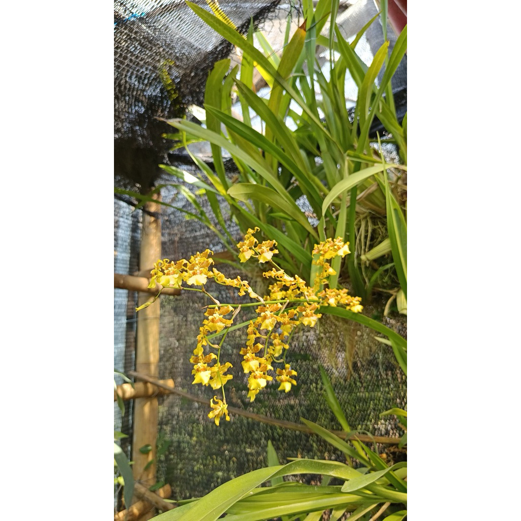 anggrek Oncidium golden shower