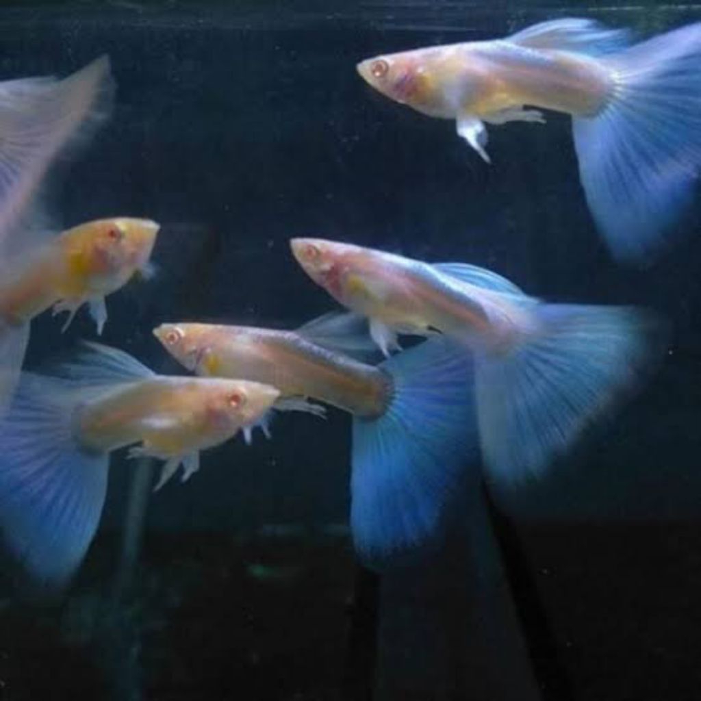 Hiasan Aquarium guppy Albino Sky Blue