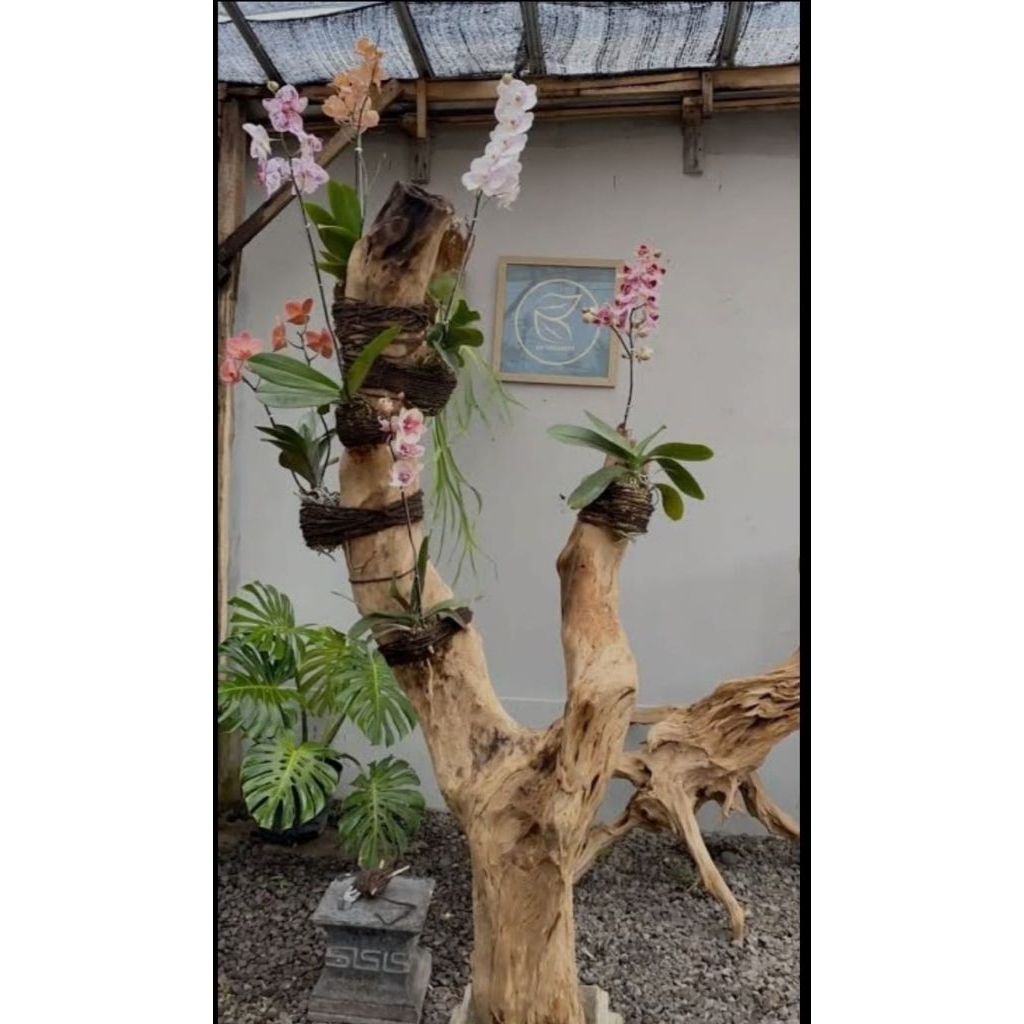 bonggol kayu kopi bercabang/media tempel anggrek T:130cm plus tatakan bulat