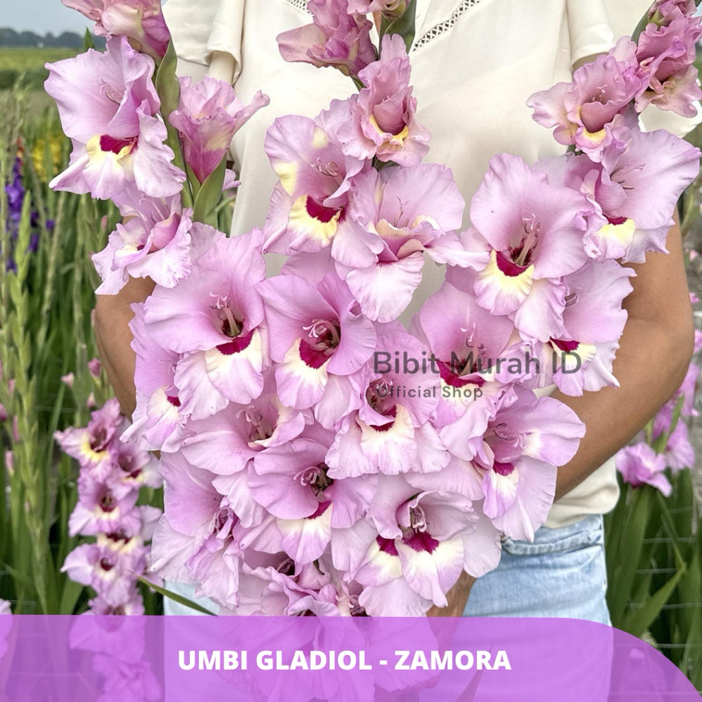 Exclusive | Umbi Gladiol Zamora - Umbi Bunga Gladiol Import dari Belanda