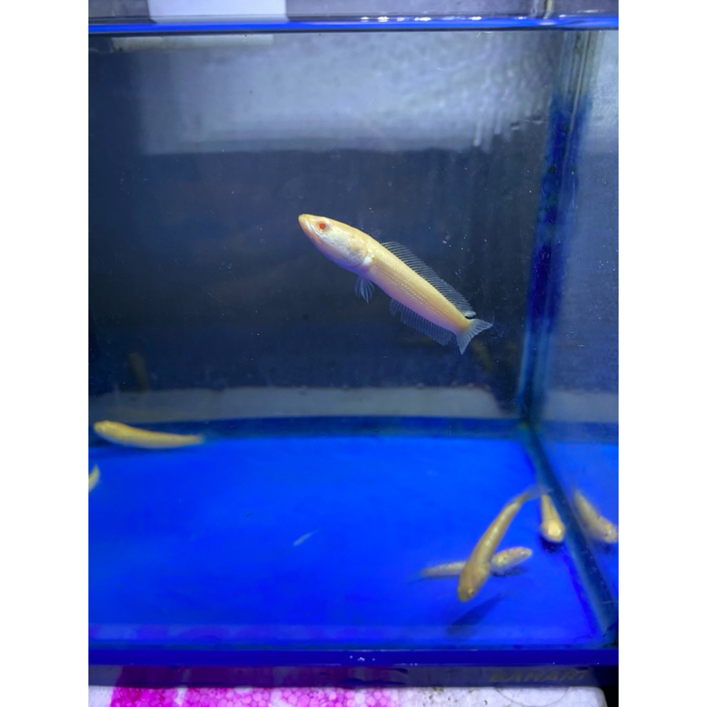 PROMO HIASAN CANA ALBLINO STRIATA SIZE 8 cm