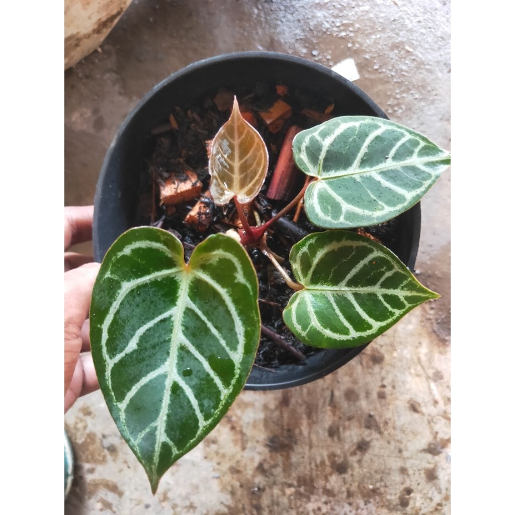 anthurium kuping gajah red tiger real pict