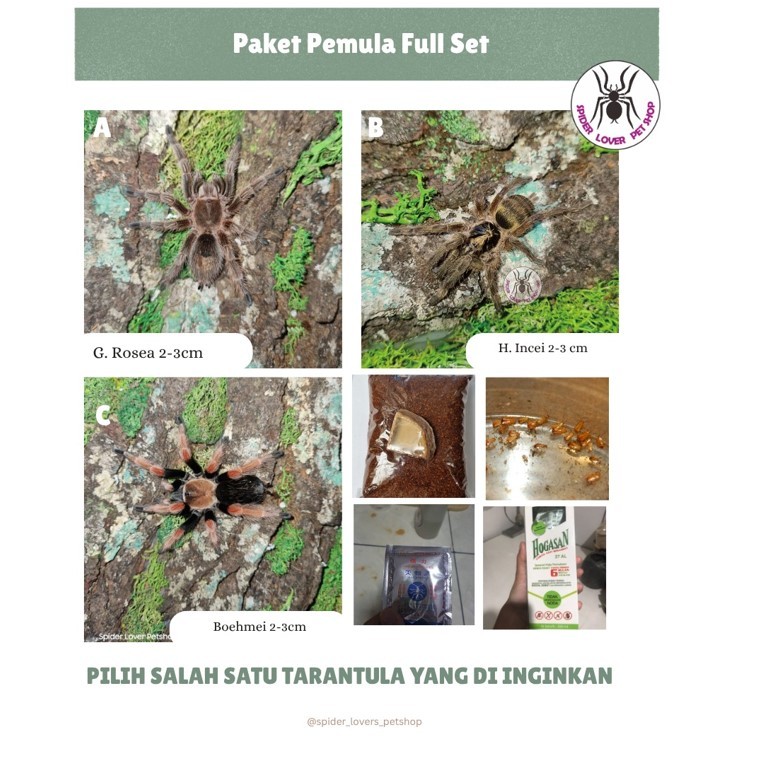 PAKET PEMULA FULL SET - TARANTULA