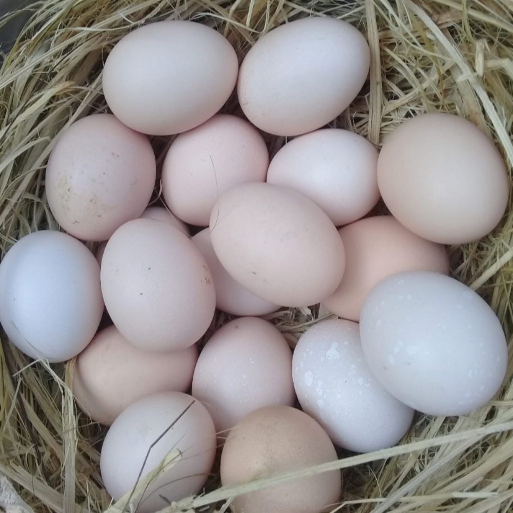 telur ayam shamo Eropa fertil sangat bagus untuk hiasan kandang atau di peranak