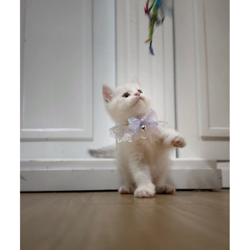 BSH Color Point, Pet Cargo, Collar Import