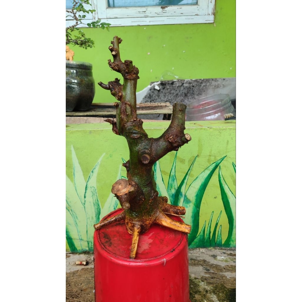 bonsai phusu bulu berkarakter
