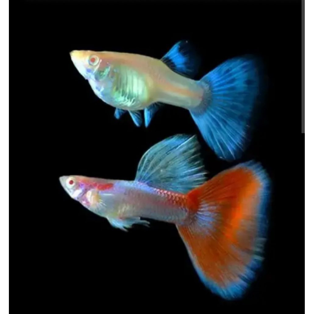 Mainan guppy sky red 2 pasang
