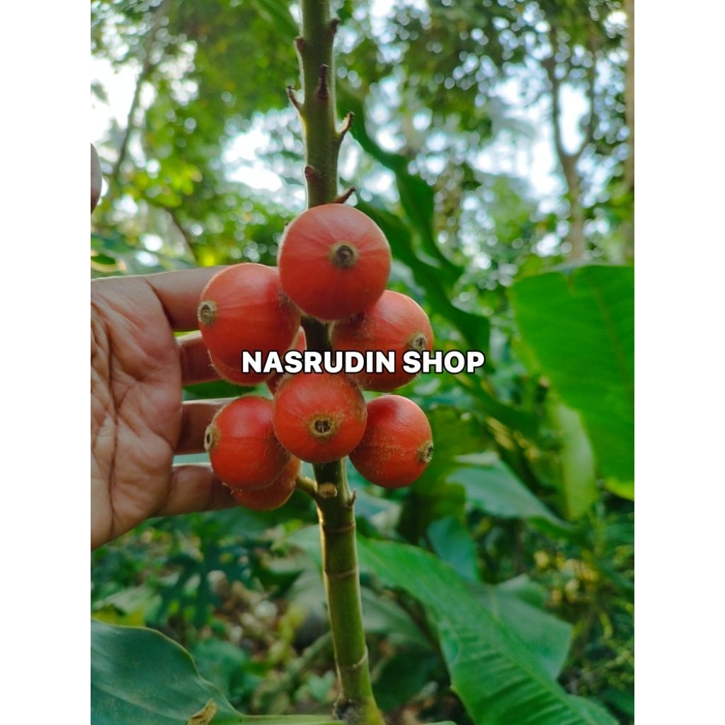 BUAH LAJA GOAH MATANG PERBUAH / BUAH LAZA GOAH  / BUAH LAOS HUTAN / BUAH TEPUS