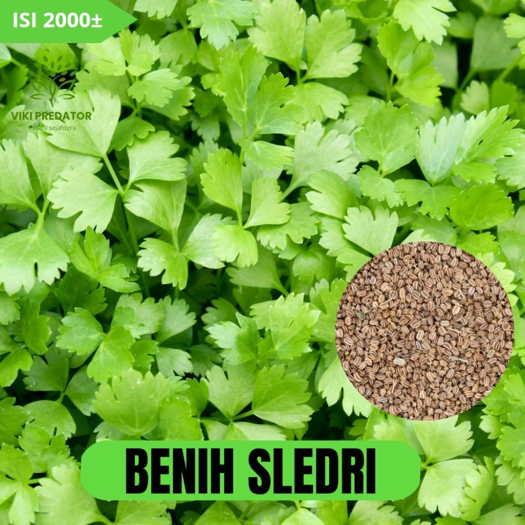 BENIH SELEDRI ISI 2000 BIJI SIAP TANAM