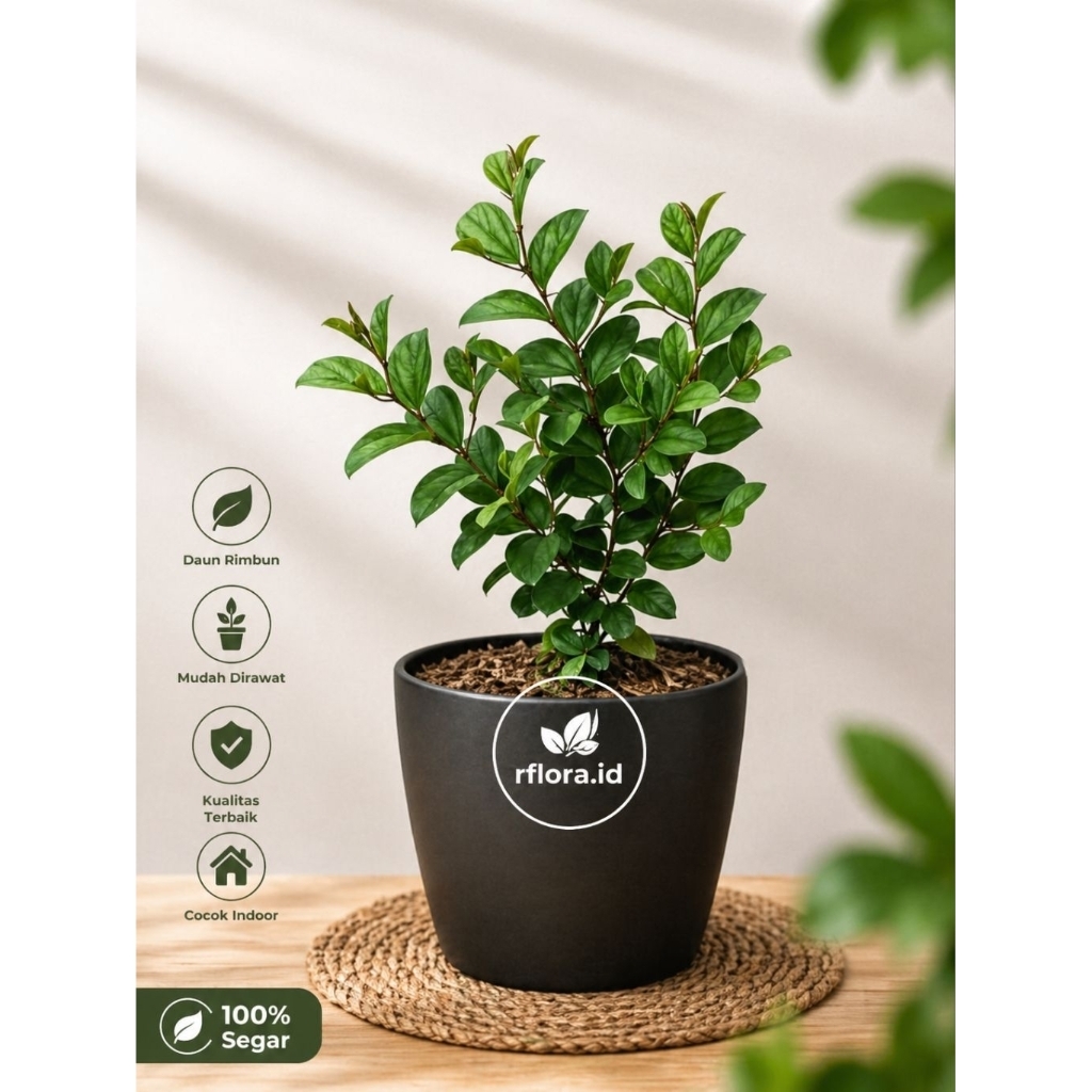 TANAMAN HERBAL | TANAMAN BIDARA ARAB MURAH BUY 3 GET 1 (BISA COD)