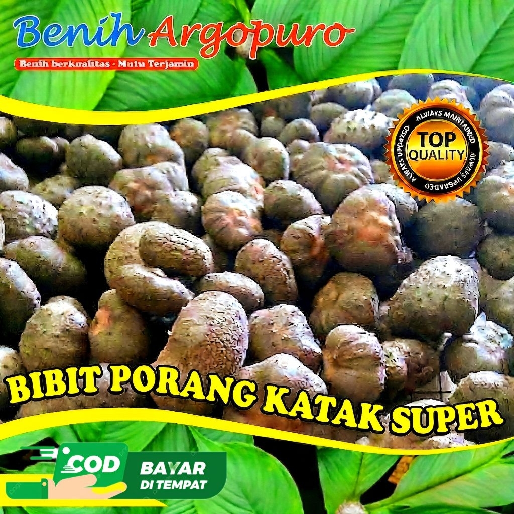 Bibit Porang Katak 1 KG Kualitas Unggul - Benih Argopuro