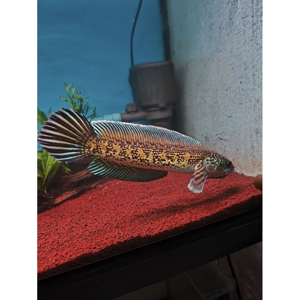 channa auranti dorpol josjis18cm, vid inbox aja