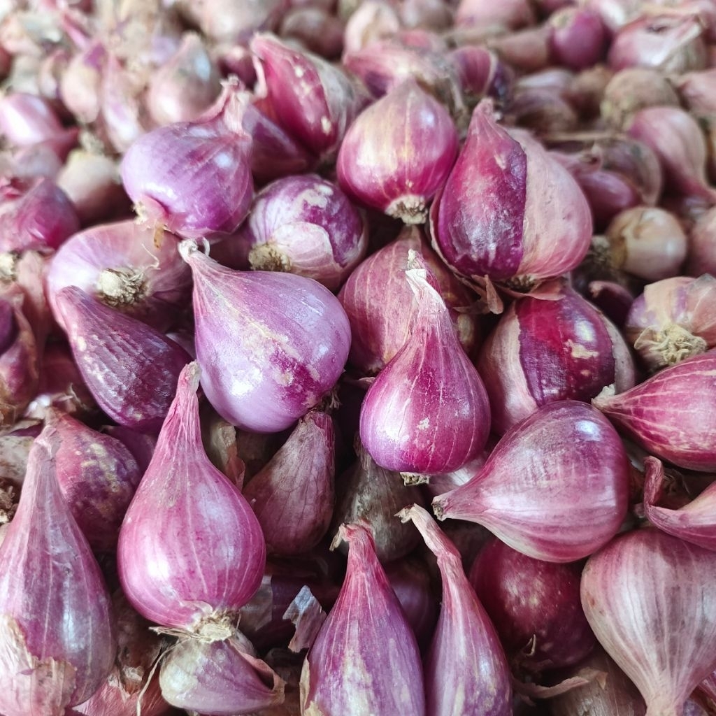 Bawang Merah Jawa Timur Segar 1kg - Ukuran Besar, Sedang, Kecil Segar, Tahan Lama, Cocok untuk Usaha