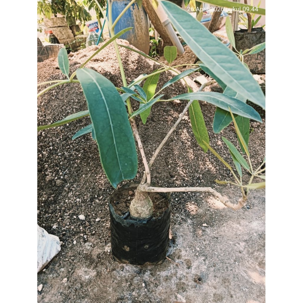 Bonsai TABEBUYA PUTIH pendek batang besar