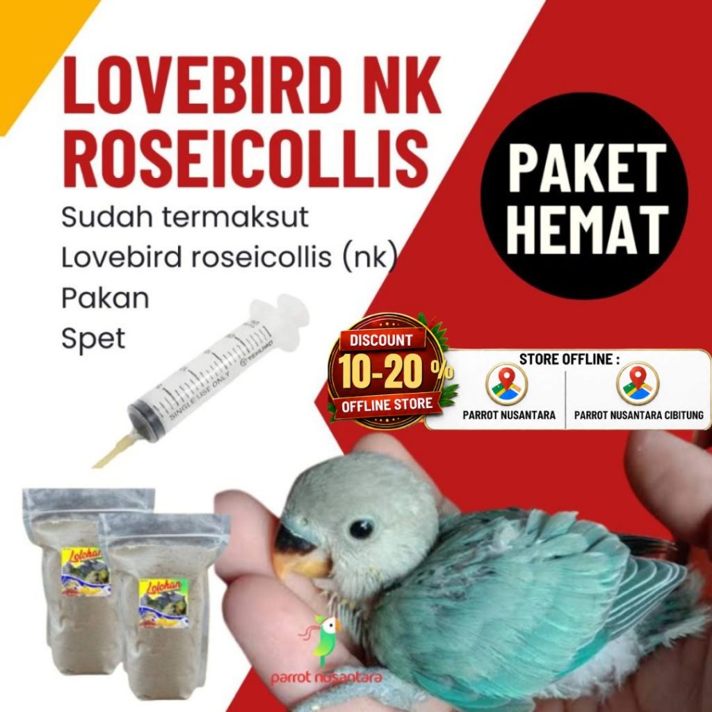 paket lovebird non klep rosecollis lolohan lucu murah dan sehat