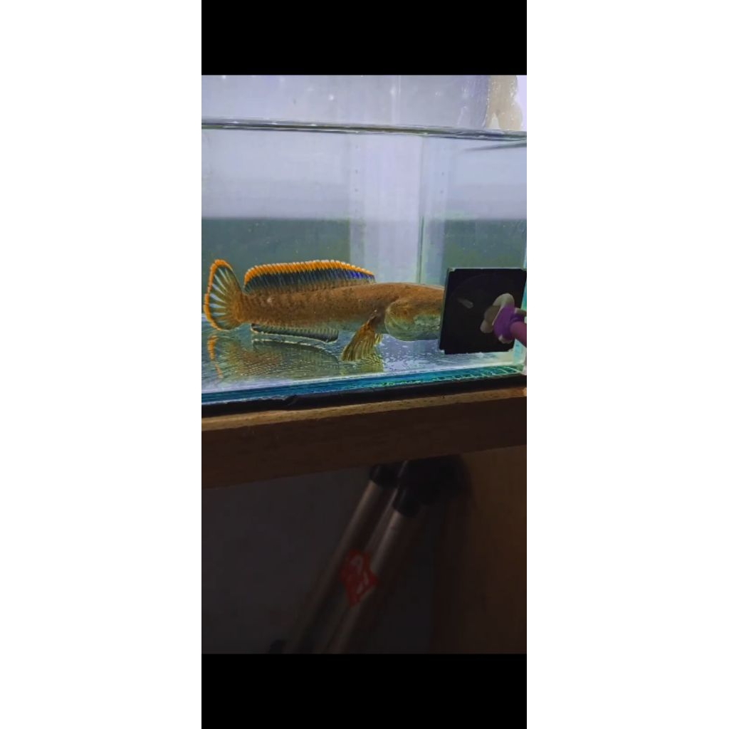 channa limbata
