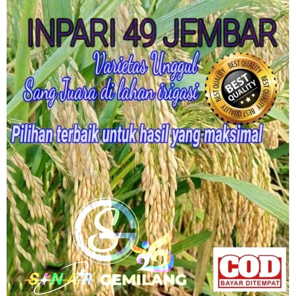 Benih padi super Varietas unggul inpari 49 jembar (5kg)