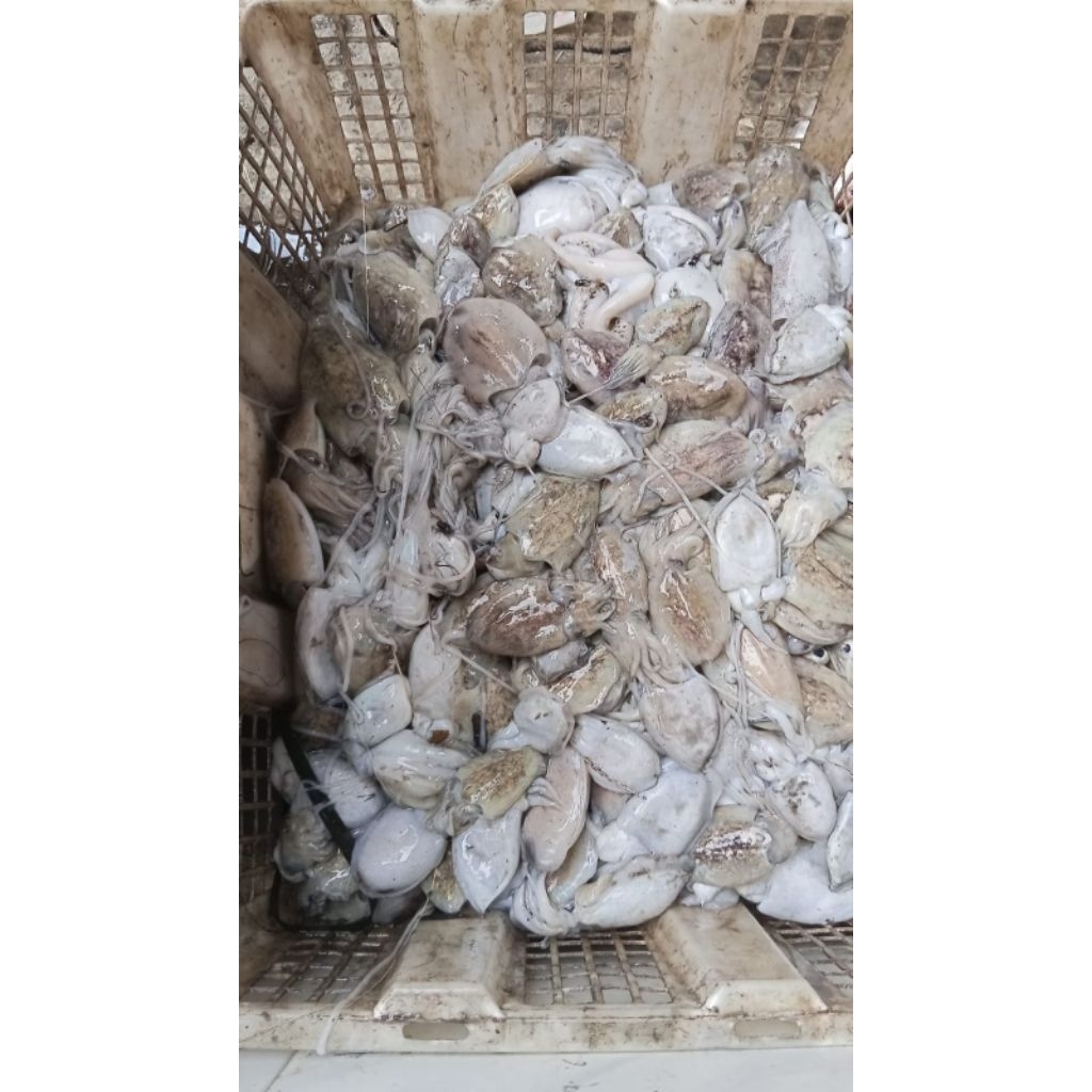 sotong segar 500gr-