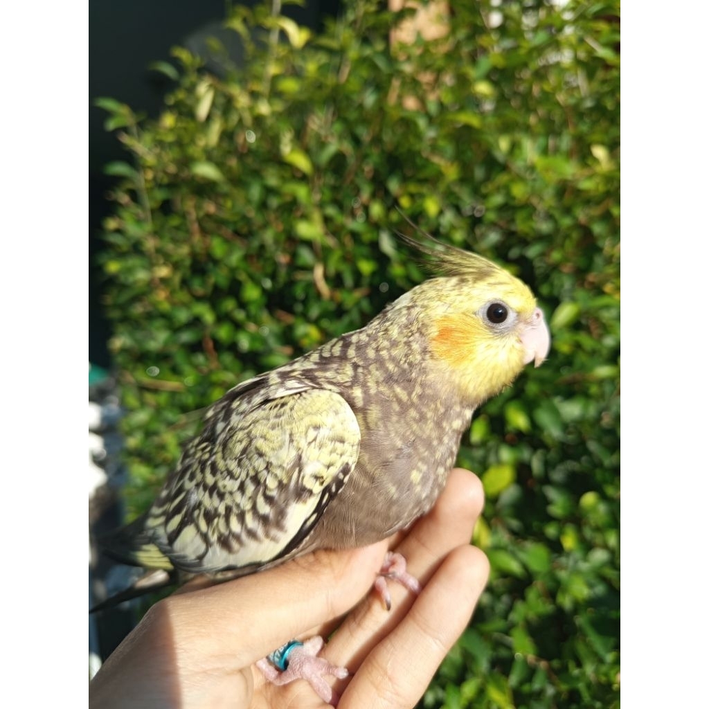 Burung parkit Australia/cockatiel jinak