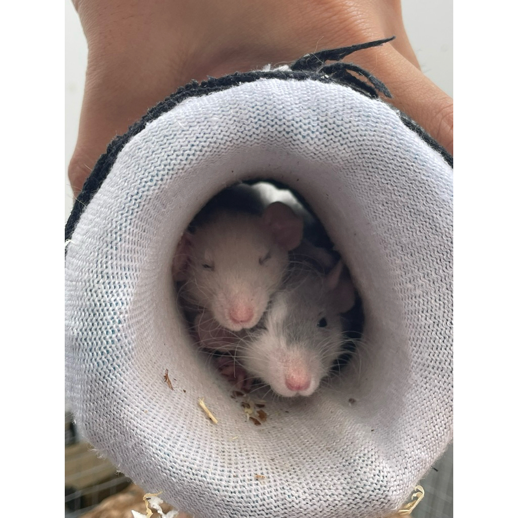 Dumbo Rex Rat female sekitar 6-8bulanan