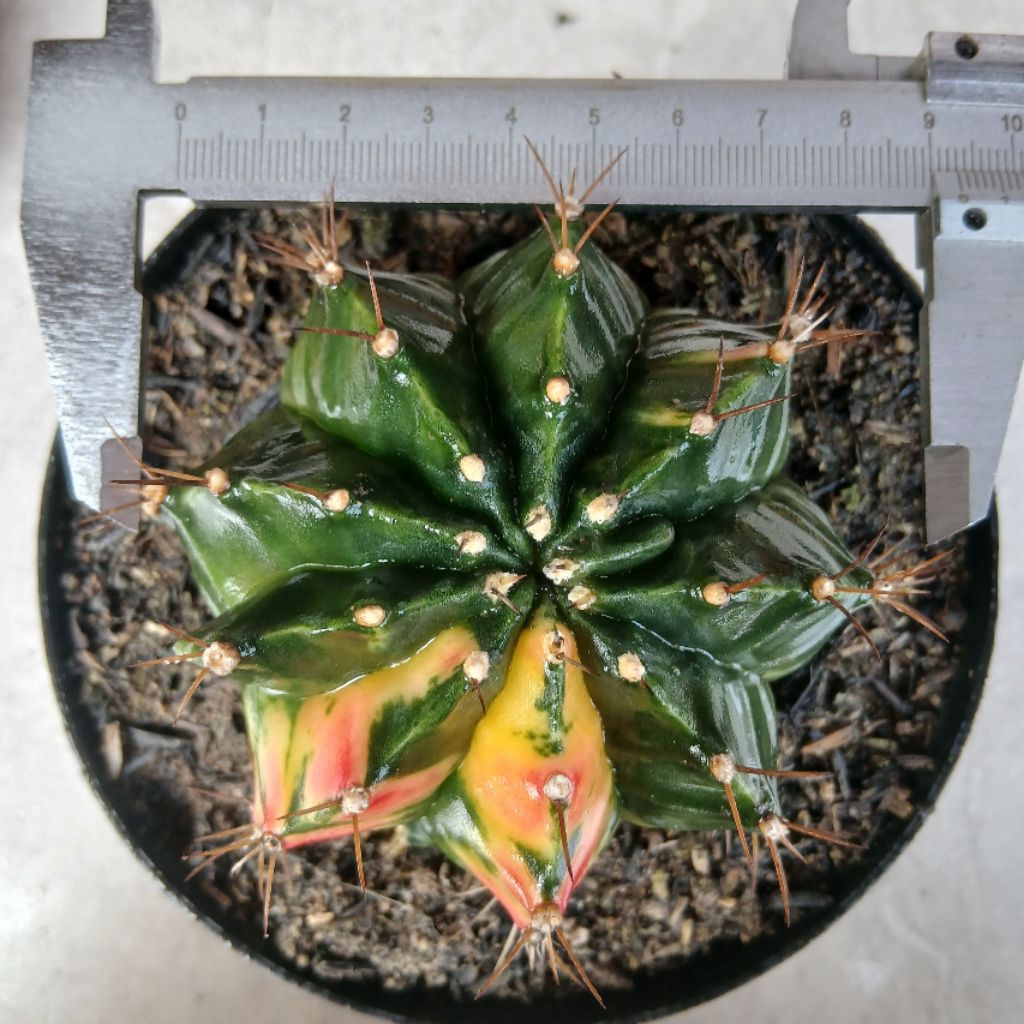 Kaktus Gymnocalycium Mihanovichii Varigata Indukan + Anakan