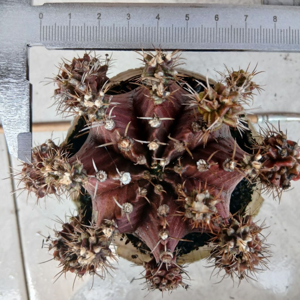 Kaktus Gymnocalycium Mihanovichii LBH Brown Indukan + Anakan