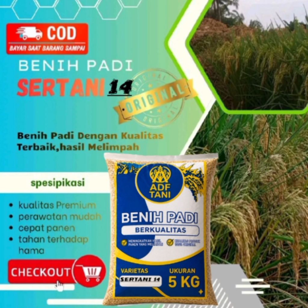 BENIH PADI SERTANI 14, 5KG, PADI GENJAH UNGGUL