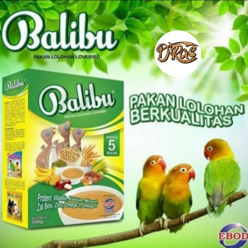 BALIBU BUBUR LOLOHAN BURUNG PIYIK PAKAN BURUNG PIYIK BALIBU EBOD JAYA
