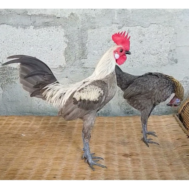 Sepasang Ayam Kate Hidup Asli Bantam Mini MGB Modern Game Jantan Betina