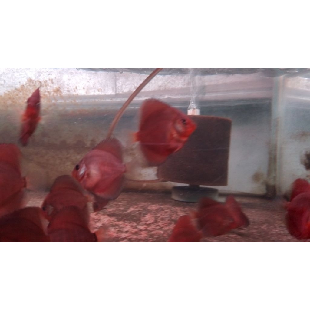 Discus sun red jabodetabek