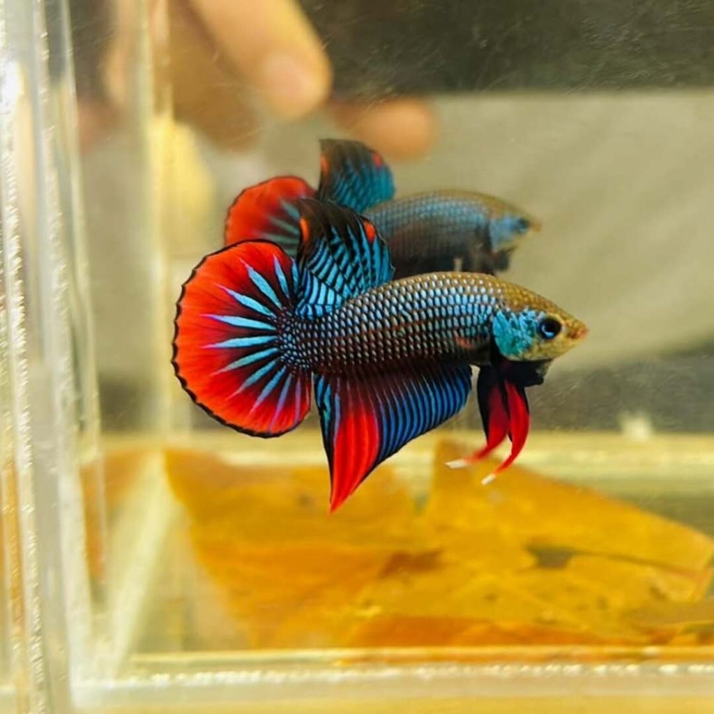 Wild Betta Imbellis Kualitas Premium Grade A
