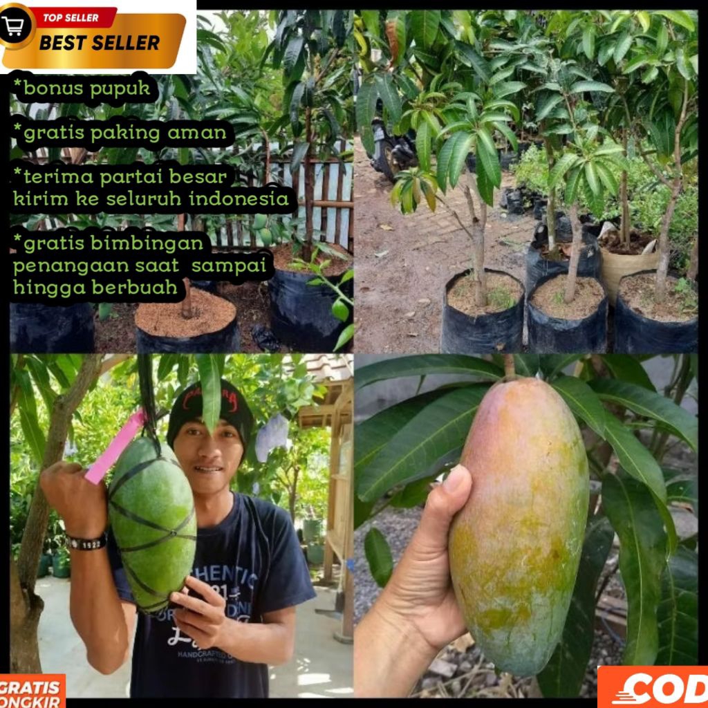 Bibit mangga kiojay ukuran 1 meter