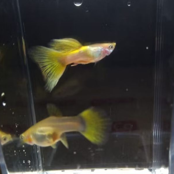 STIKER GUPPY BLONDE HB YELLOW