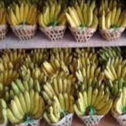 Pisang Ambon 1 sisir | AYAM AYAMKU