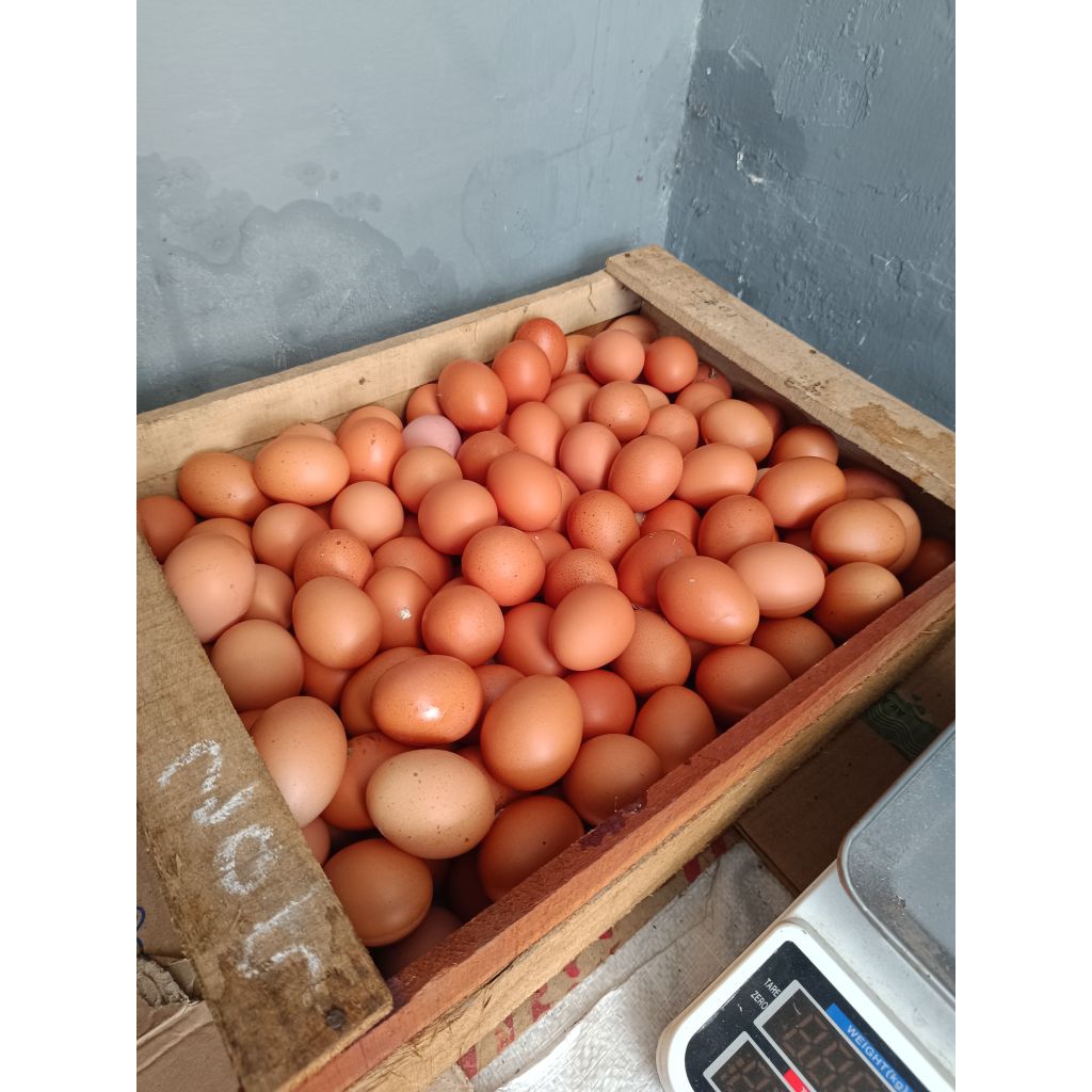 (PAITON - PROBOLINGGO) Telur Ayam Negeri 1Kg- Segar, Berkualitas, Sumber Protein Tinggi
