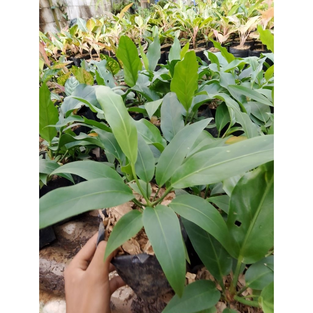Pohon Gelombang Cinta